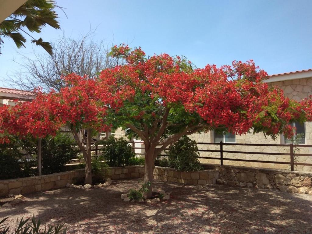 Casita Solemar Direkt Am Atlantik Villa Calheta Exteriör bild